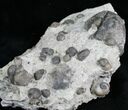 Gastropod & Brachiopod Fossils - Indiana #6609-1